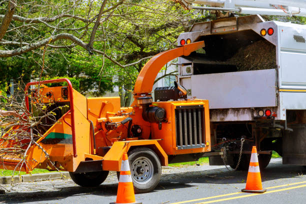 How Our Tree Care Process Works  in  Hobart, WA